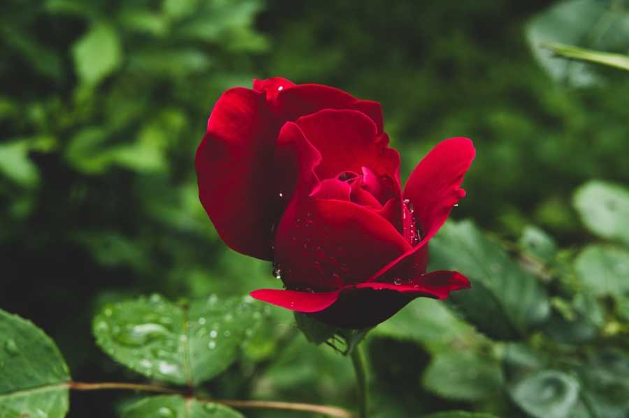 A Fascinante História Dos Perfumes Da Hermès