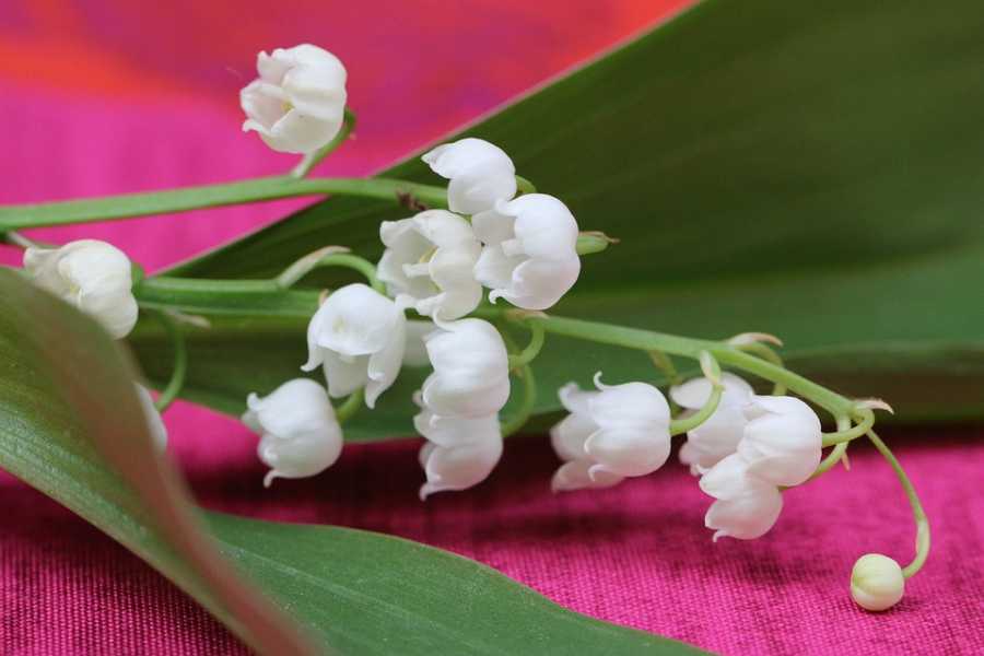 A Magia Das Notas De Rosa Em Perfumes