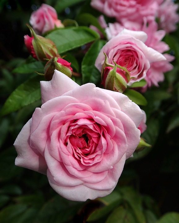 A Revolução Olfativa De Yves Saint Laurent: Do Rive Gauche Ao Black Opium