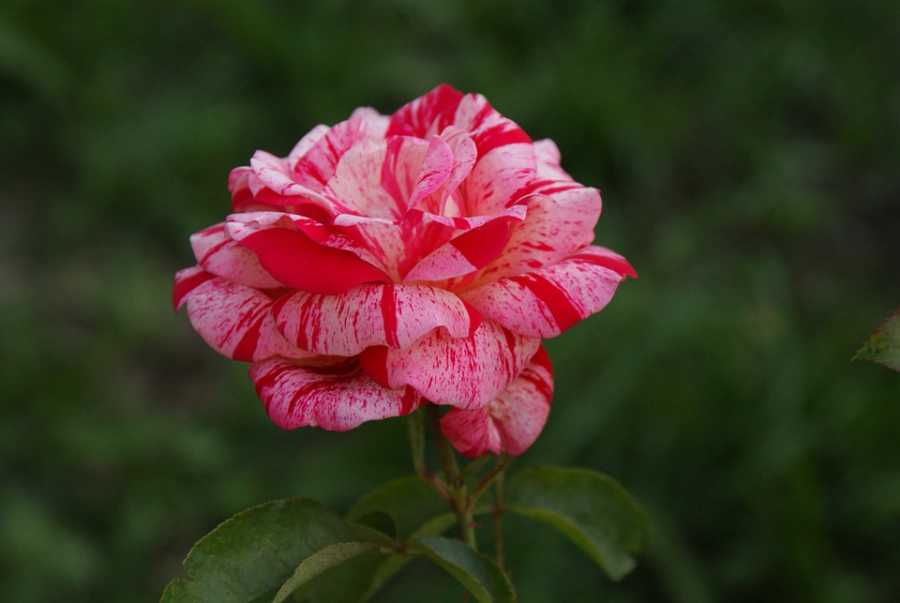 Avaliação Do Perfume Gucci Bloom