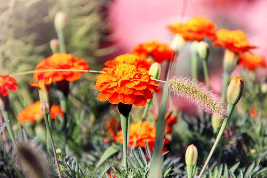 Avaliação Do Perfume Ralph Lauren Romance