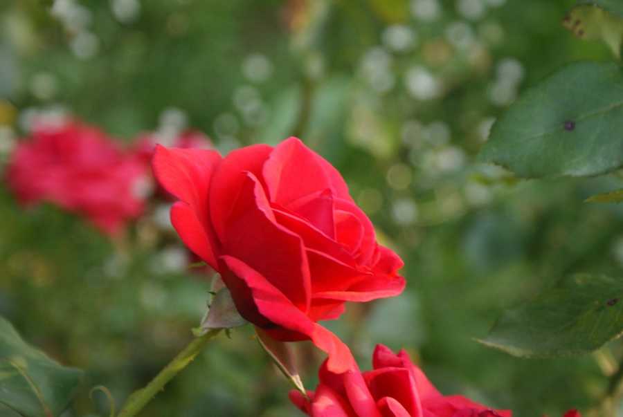 Como Armazenar Perfumes De Forma Decorativa E Funcional