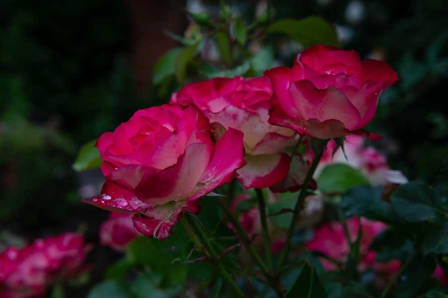 Como Escolher Perfumes Que Combinam Com Seu Estado De Espírito