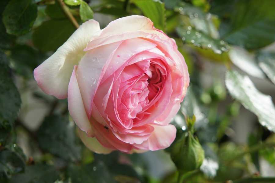 Cuidados Ao Misturar Perfumes Diferentes