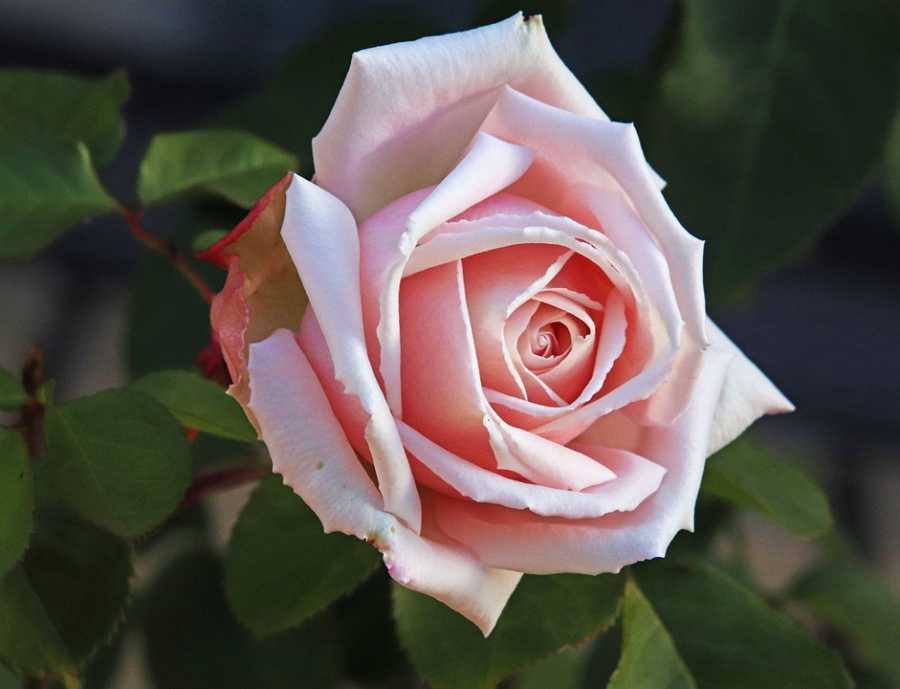 Fragrâncias Para Momentos De Reflexão E Espiritualidade