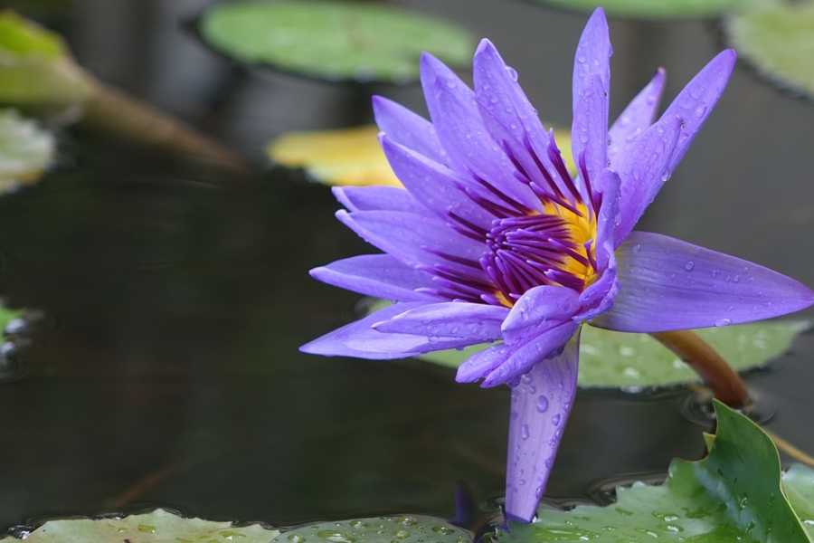 O Perfume Kenzo Flower É Tudo Isso?