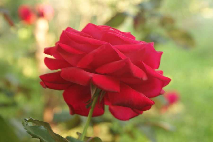 O Que Achamos Do Perfume Versace Bright Crystal