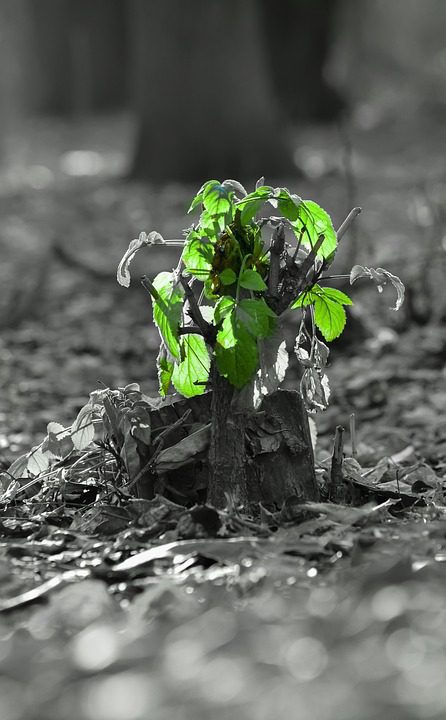 O Que Esperar Do Perfume Chloe Nomade