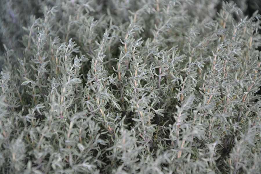 Perfumes Utilizados Por Espiões Na Guerra Fria