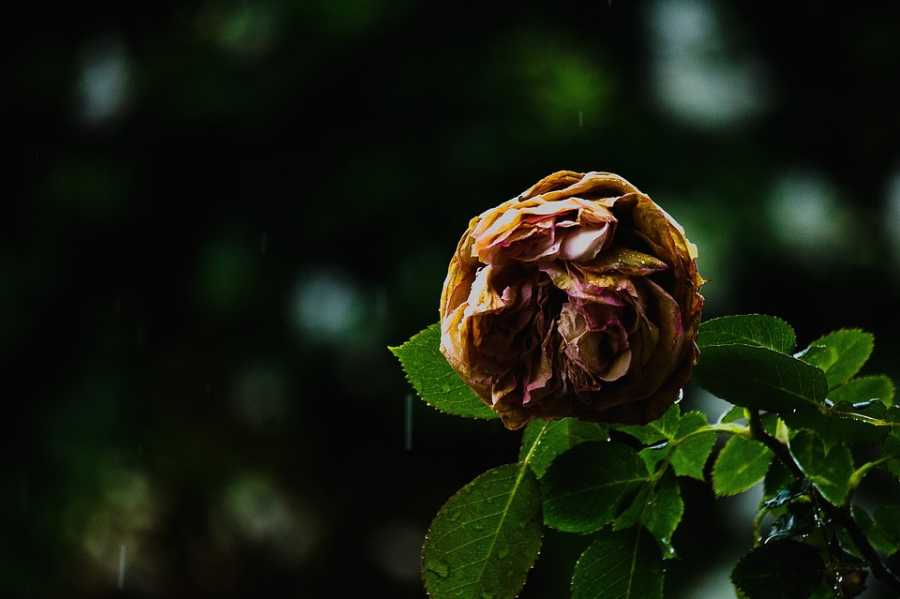 Perfumes Venezuelanos: Calor E Paixão