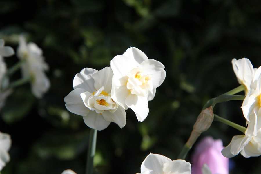 Perfumes E Crianças: Escolhas Seguras E Adequadas