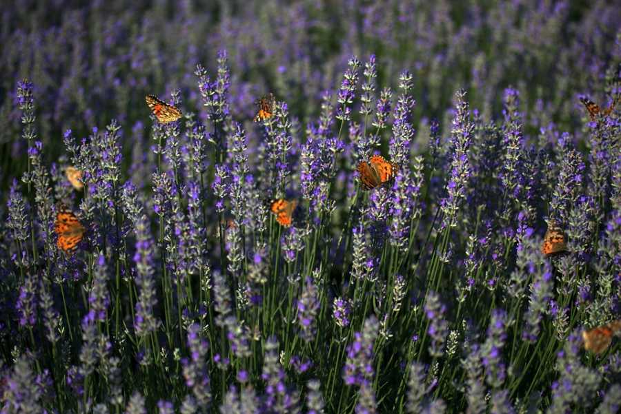 Perfumes Que Acompanham Seu Estilo De Vida Ativo