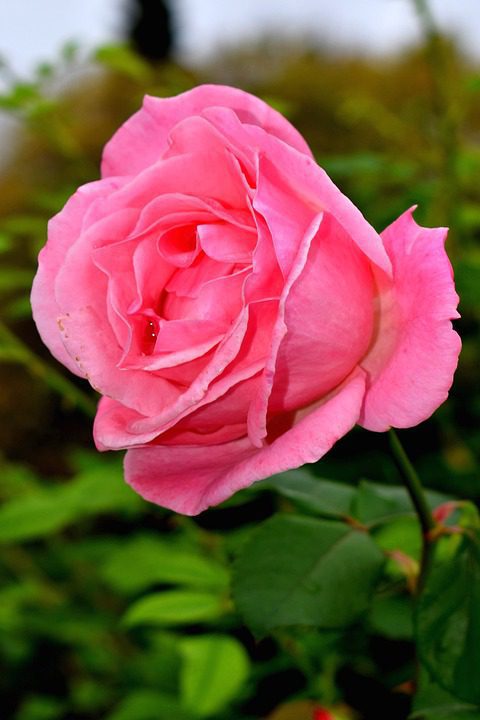 Resenha Do Perfume Dior Addict