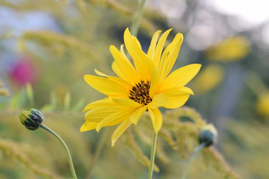 A Leveza Das Notas De Lírio Em Perfumes