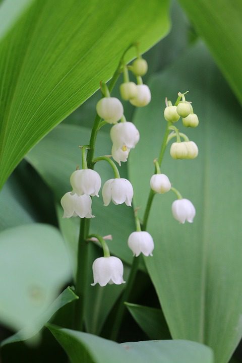 A Melhor Forma De Armazenar Perfumes Em Frascos De Vidro