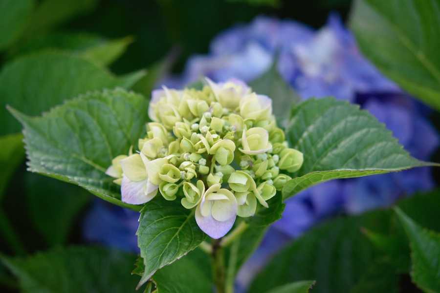 A Versatilidade Das Notas De Laranja Em Perfumes