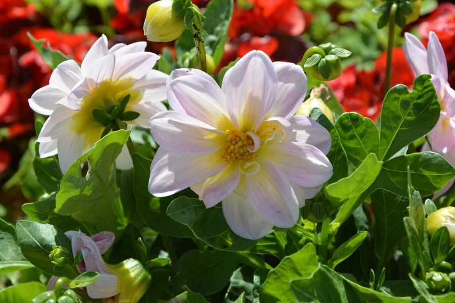 Como Proteger Perfumes De Flutuações De Temperatura