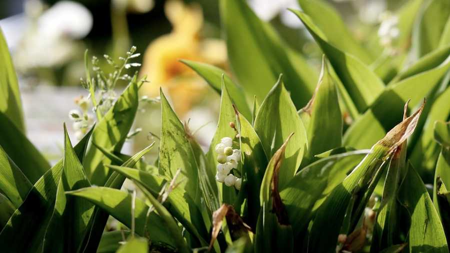 Notas De Gardênia: Luxo E Sofisticação Em Perfumes