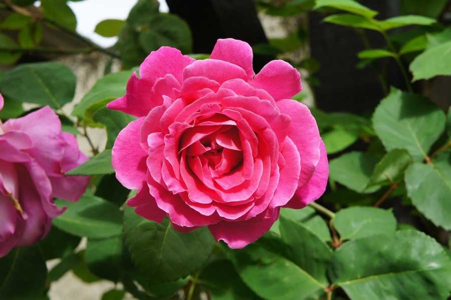 O Legado De Nina Ricci Na Perfumaria