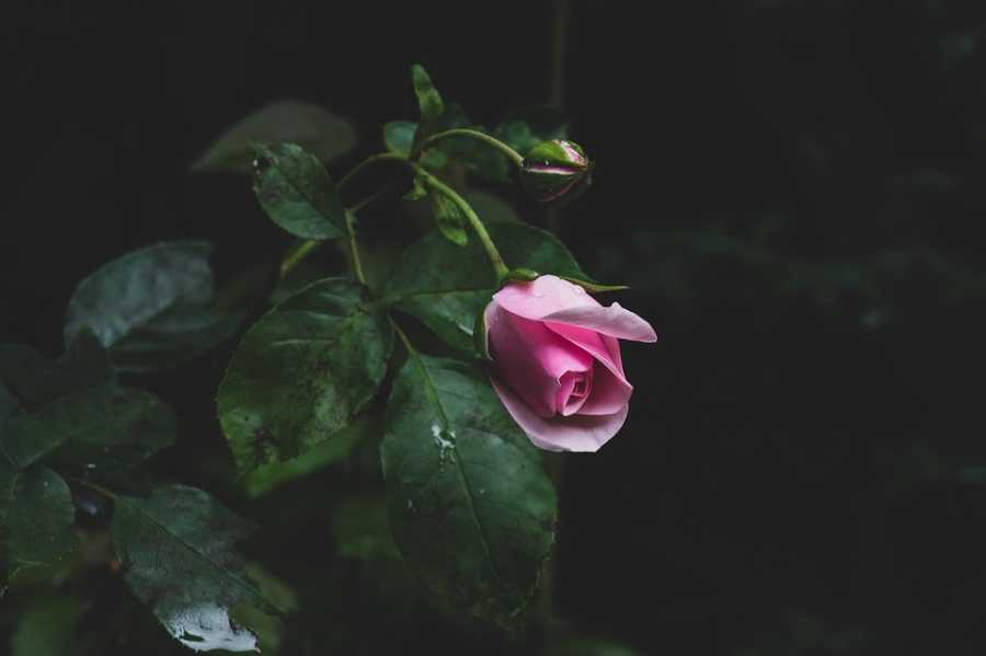 O Perfume Moschino Toy 2 É Tudo Isso?