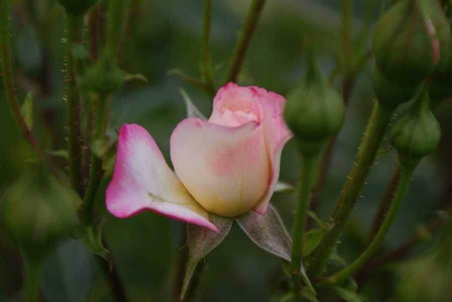 O Surgimento E O Sucesso Dos Perfumes Da Joop!