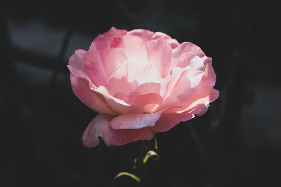 O Uso De Perfumes Em Tratamentos De Depressão