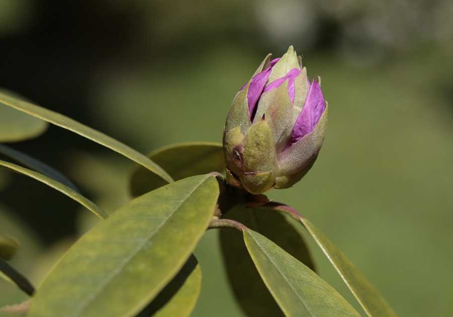 Perfumes Anti-Alérgicos: Como Funcionam E Onde Encontrar