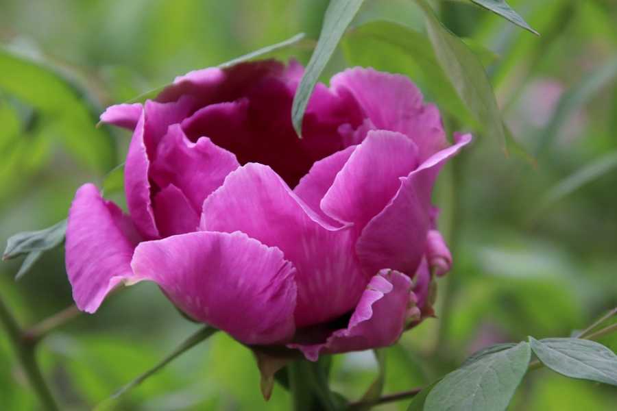 Perfumes Desaparecidos Na História