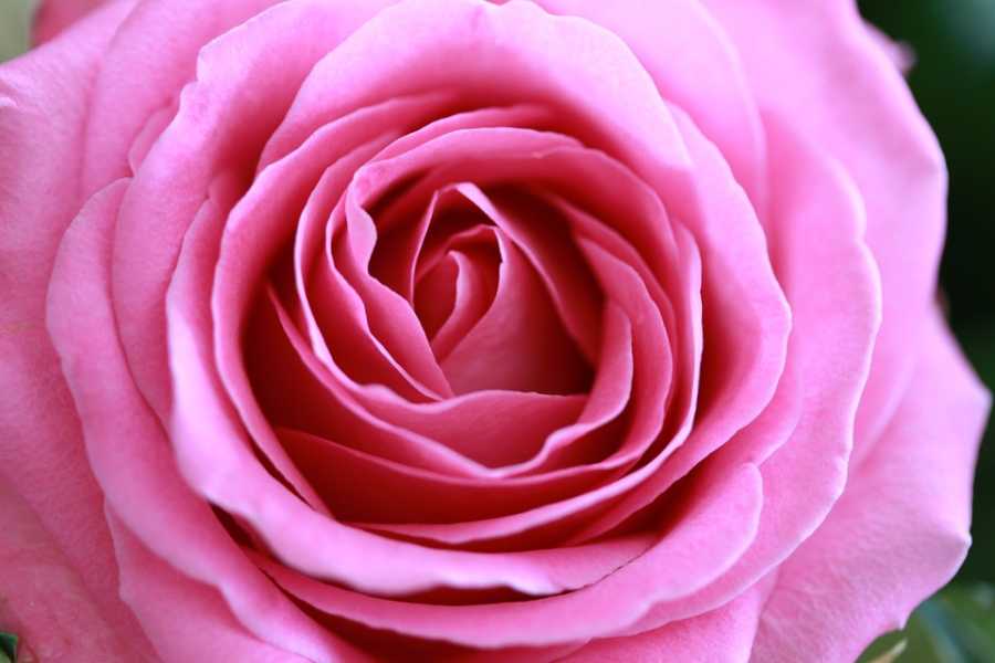 Perfumes Com Notas De Especiarias: As Novidades Mais Picantes