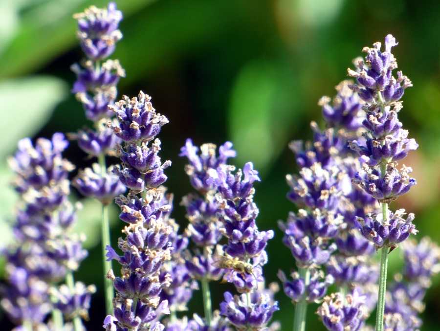 Perfumes Com Notas De Lavanda: Tendências Relaxantes