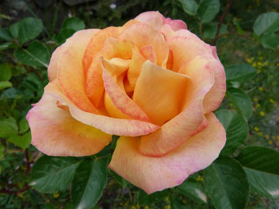 Perfumes Com Notas De Ylang-Ylang: Exóticas E Sensuais