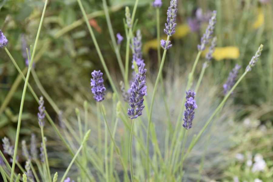 Perfumes Para Reuniões De Negócios