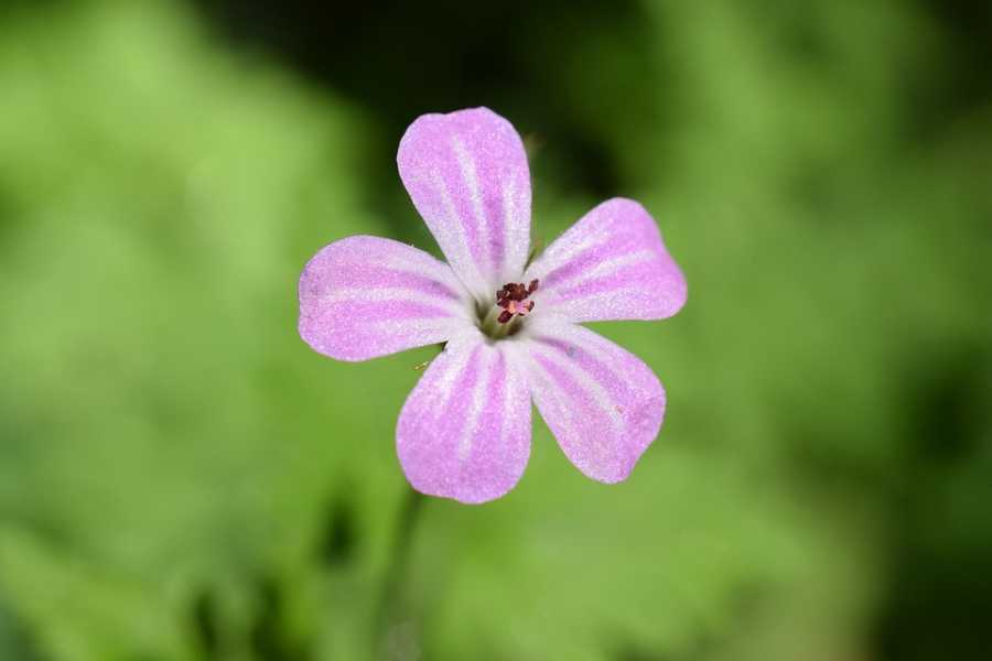 Perfumes com Ingredientes Naturais: Benefícios e Cuidados