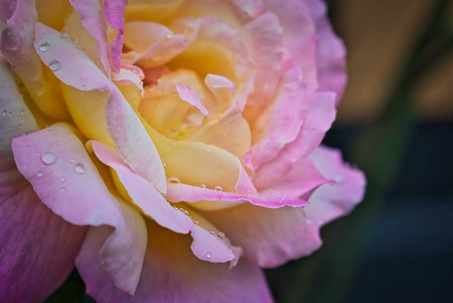 O Mistério do Perfume da Princesa Anastasia