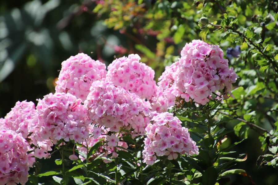 Perfumes com Notas de Sândalo: Tendências Quentes e Terrosas