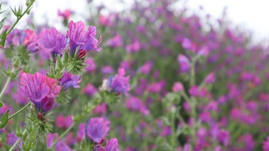 Perfumes com Notas de Verbena: Frescor e Vitalidade